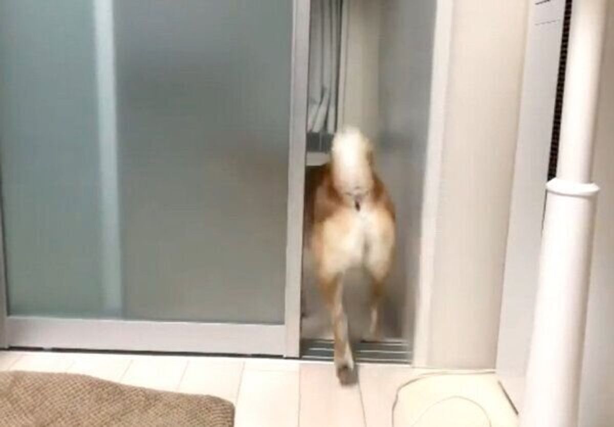 天才なのでは 自分でドアを開けて中に入る豆柴 さらに 賢い行動 を見せて驚き いぬのきもちweb Magazine 天才なのでは 自分でドアを開けて中に入る豆柴 さらに 賢い行動 を見せて驚き いぬのきもちweb Magazine