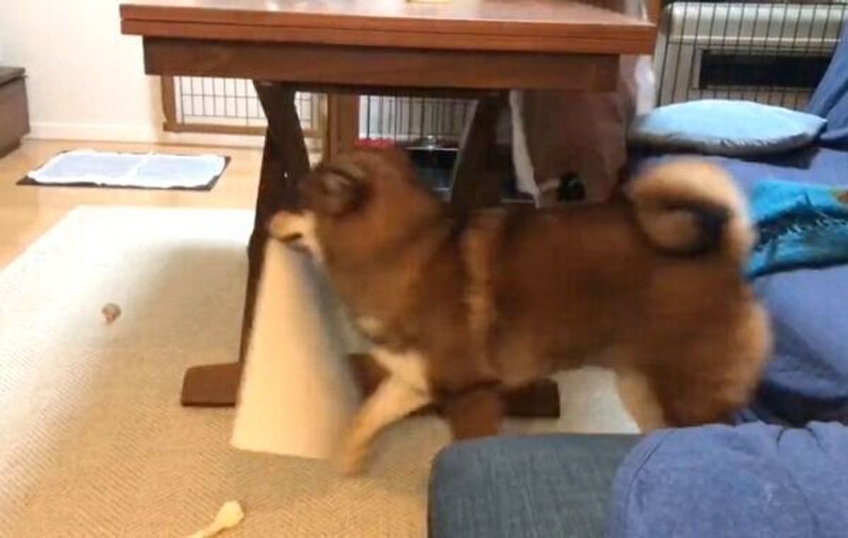 タイルカーペット を泥棒する柴犬 タッタッタッ 軽快な足取りで逃げる姿が笑える いぬのきもちweb Magazine タイルカーペット を泥棒する柴犬 タッタッタッ 軽快な足取りで逃げる姿が笑える いぬのきもちweb Magazine