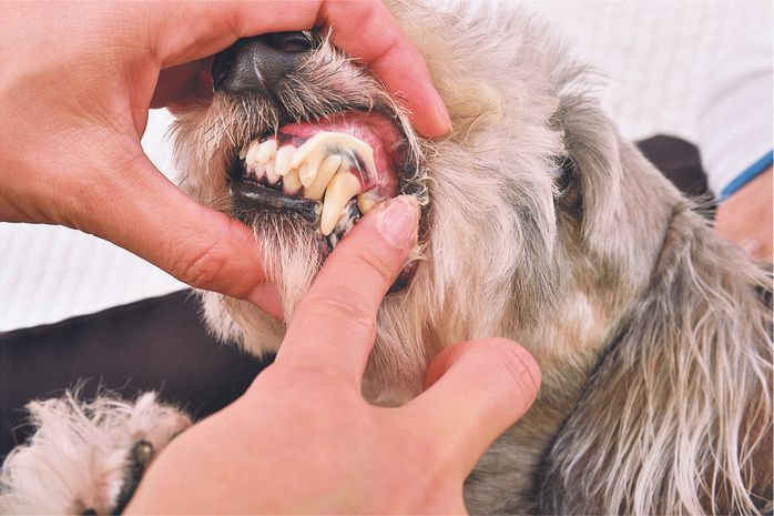 歯磨きペーストを塗る