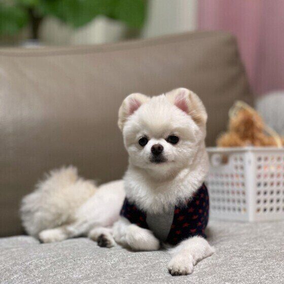 湿気でドッグフードにカビが発生？梅雨に起こりやすい犬の食中毒を防ぐ方法 いぬのきもち