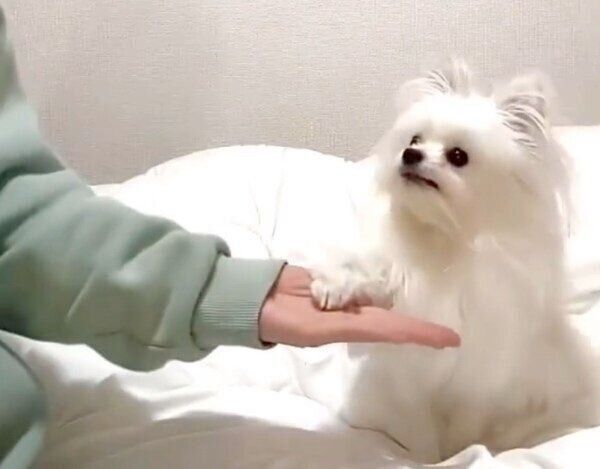 オテをするかわいーぬちゃん