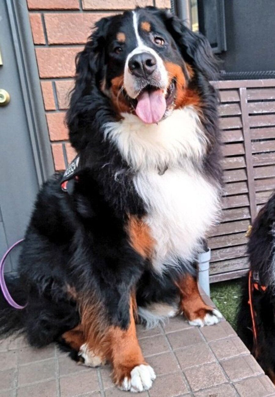 4才になる少し前に撮影したエマちゃん