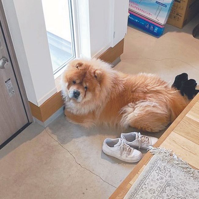 てつはるくん（6才／チャウ・チャウ／甘えん坊で人が大好き）