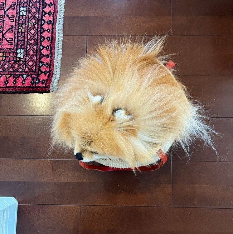 別の角度から見たココちゃん