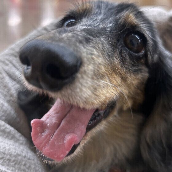 ミニチュア・ダックスフンドのゆきちゃん