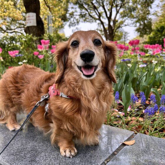 犬が寂しいときのサインとは？ 愛犬の寂しさからくる行動への対処法 いぬのきもち
