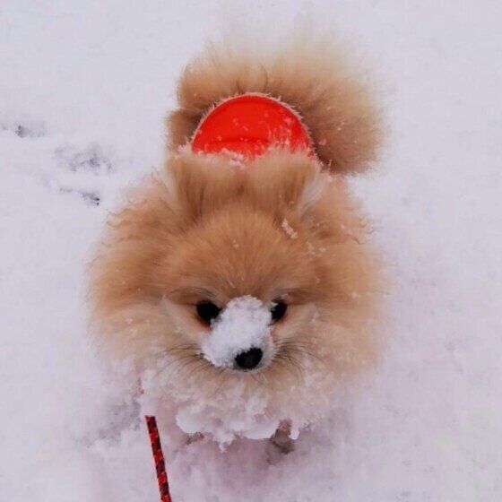 ポメラニアンのこむぎちゃん