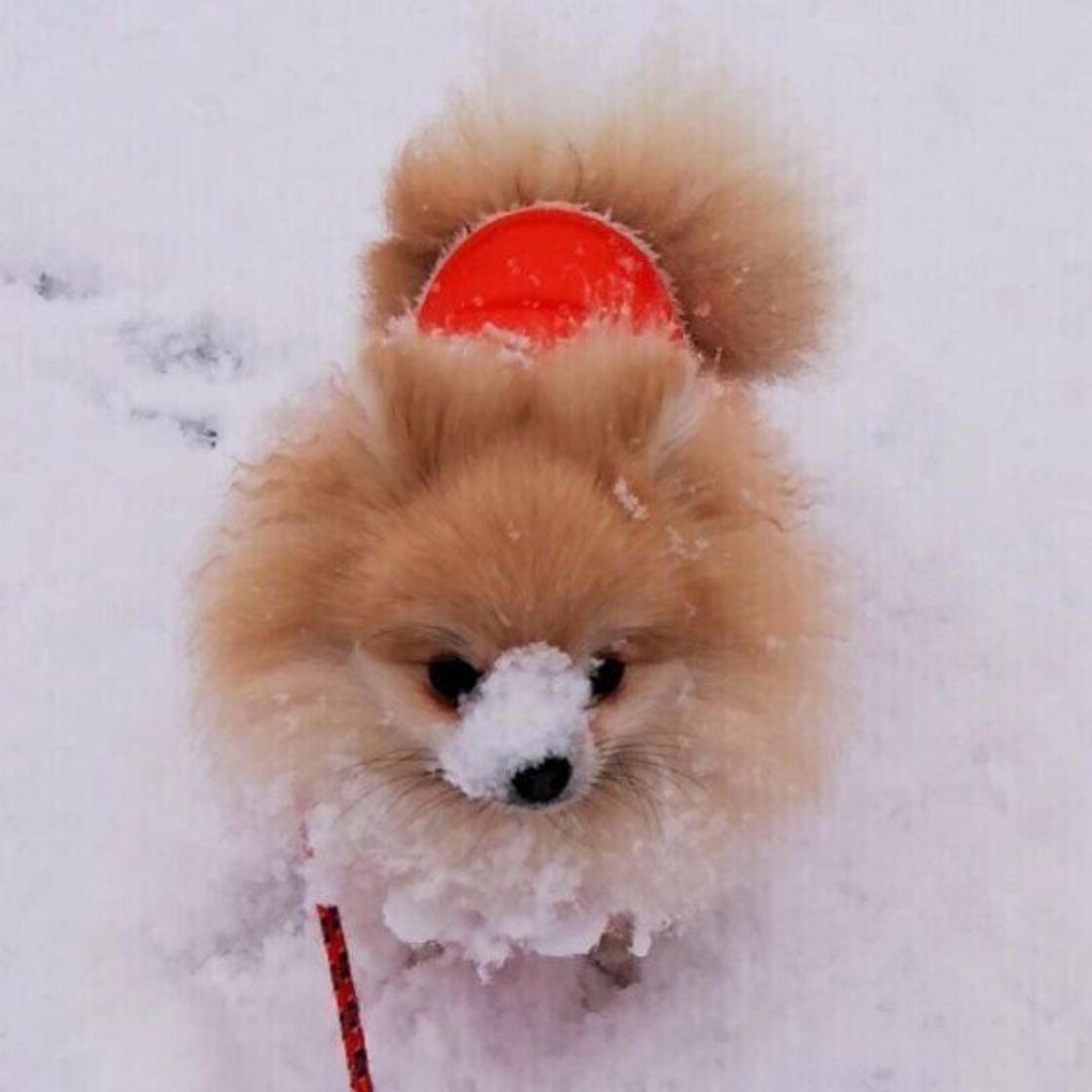 犬に ちょっとした不調 が多い冬 お世話の仕方を見直そう いぬのきもちweb Magazine 犬に ちょっとした不調 が多い冬 お世話の仕方を見直そう いぬのきもちweb Magazine