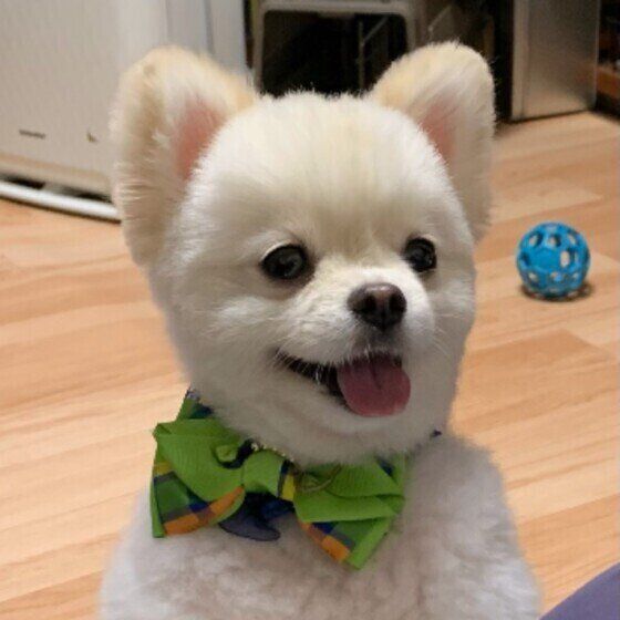 笑顔のポメラニアン