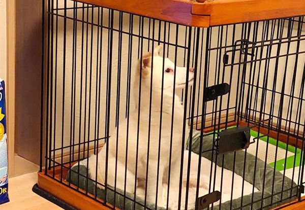 ケージの中の柴犬