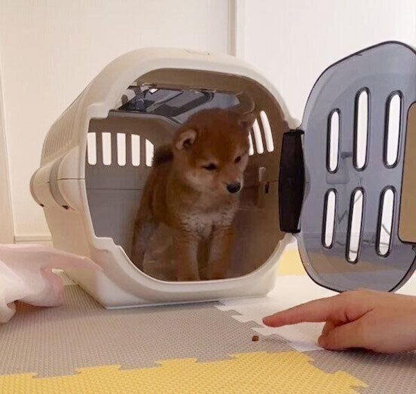 お迎えした日のみこしくん