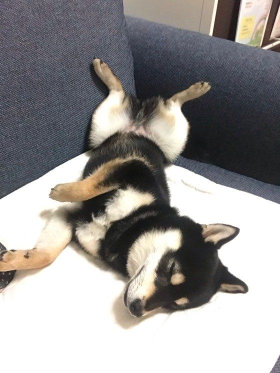 柴・まめすけくん・ヘソ天