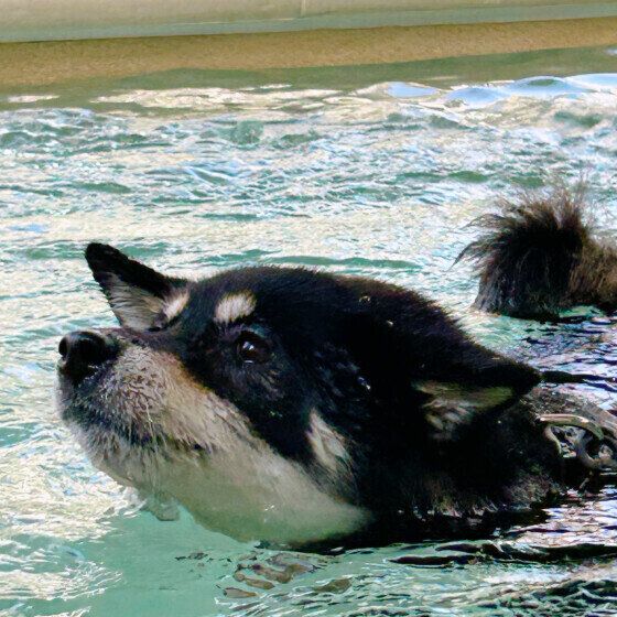 柴のラガーちゃん