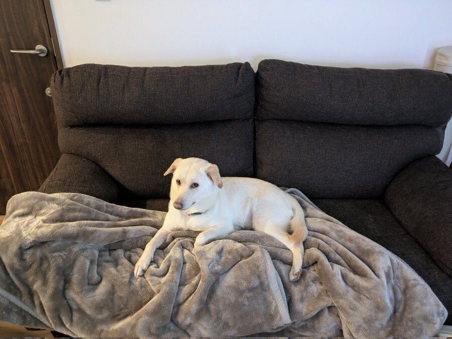 広々とソファの上ですごすヒノくん