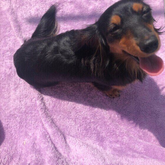 笑顔のカニーンヘン・ダックスフンド