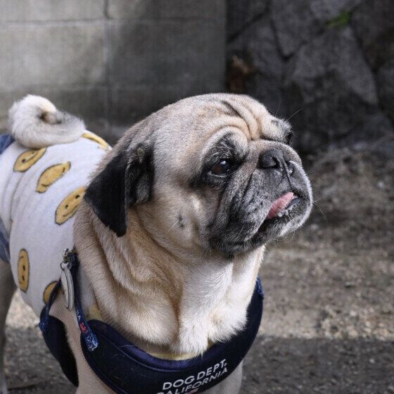 パグのレクちゃん