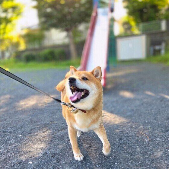 柴のおはぎくん