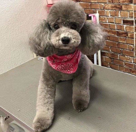 ピーナッツカット