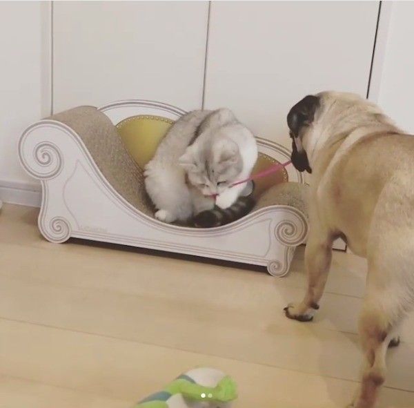 パグとスコティッシュフォールド