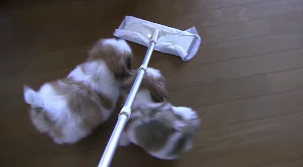 遊びたいシー・ズー