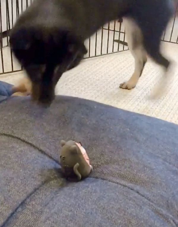 オモチャで遊ぶ豆柴