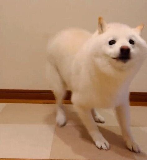 クルクル回るラッテくん