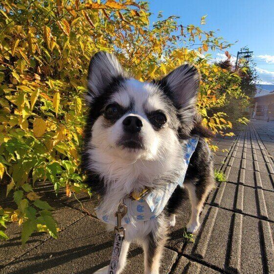 なぜマウンティングをするの？ 犬が他の犬の上に乗る心理 いぬのきもち