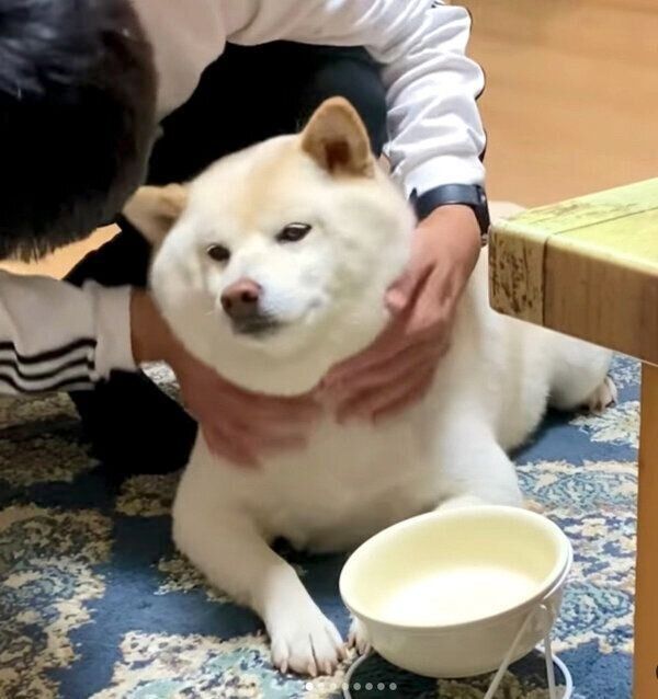 パパさんのナデナデに夢中になってしまうごん太くん