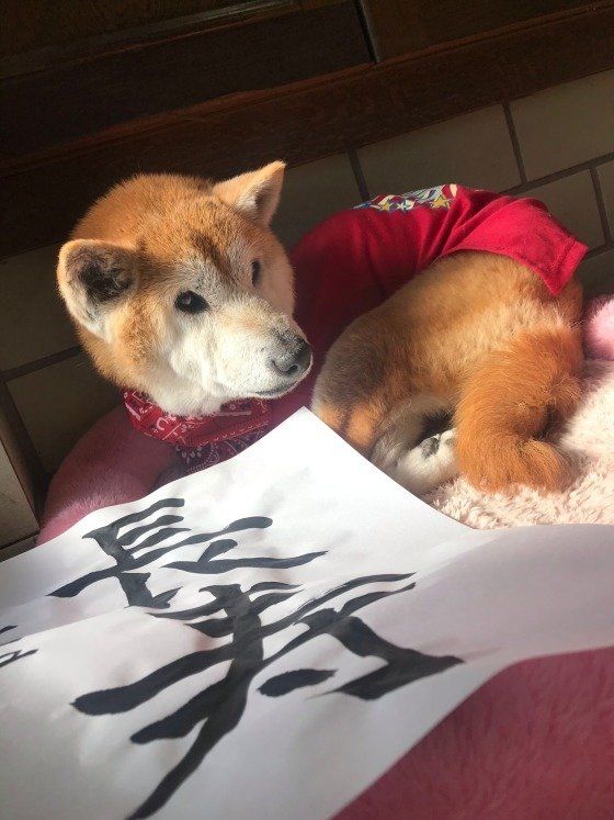 ご長寿わんこ♪