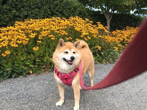 お散歩を楽しむミミさん