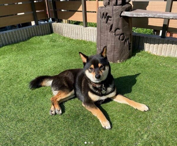 日向ぼっこをする小次狼くん