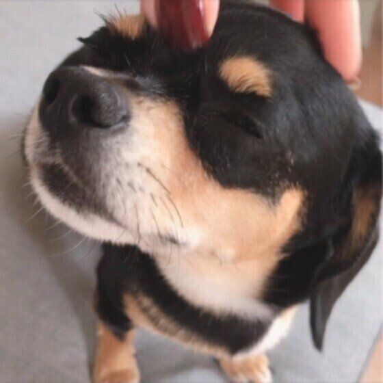 愛犬に癒しの時間を 寒暖差がある季節にオススメのツボマッサージ3選 いぬのきもちweb Magazine