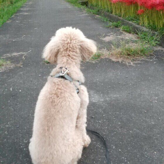 トイ・プードル