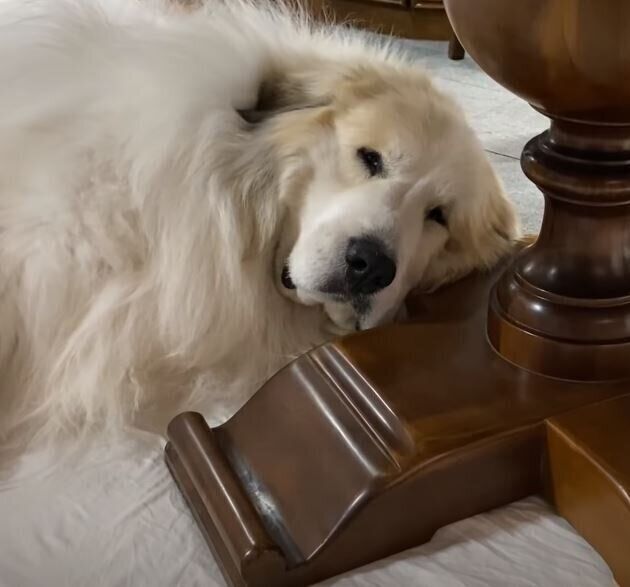 眠るグレート・ピレニーズ