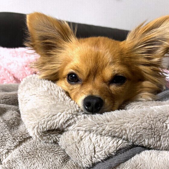 毛布にあごをのせるチワワ