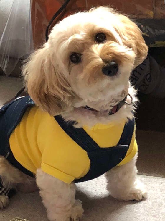 首をかしげる犬