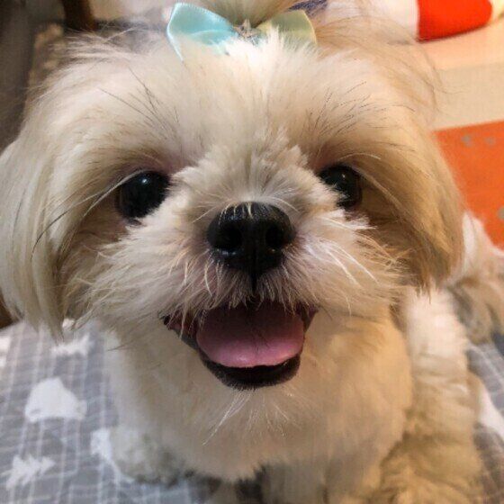 微笑むシー・ズー