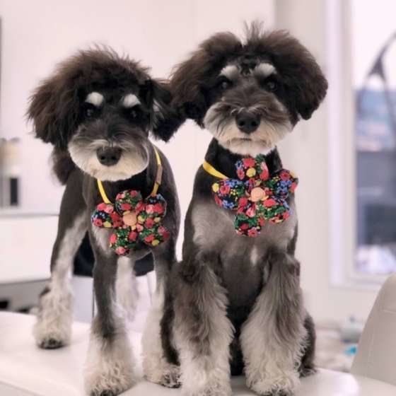 トリミングをしたミニチュア・シュナウザー