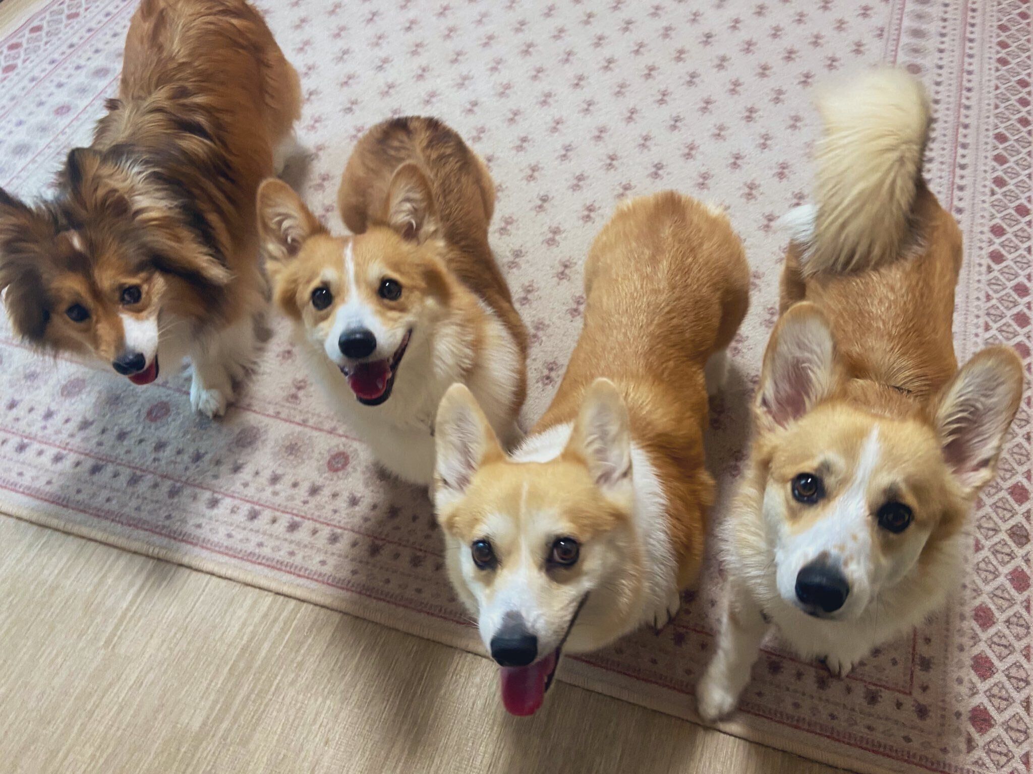 仲良しな4頭