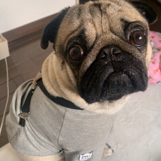 犬の目はじっと見つめてはいけないの？犬と視線を合わせることのメリットとデメリット いぬのきもち