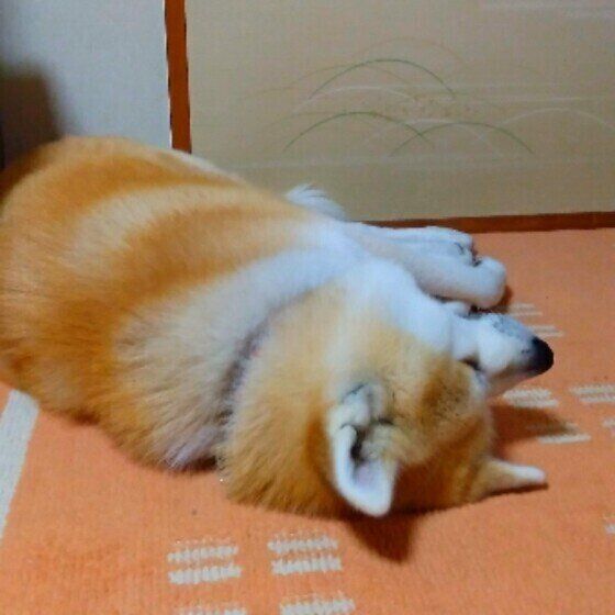 ヘソ天する秋田犬