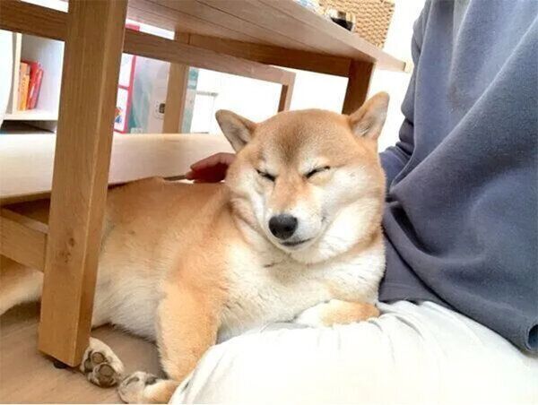 眠そうなはなちゃん