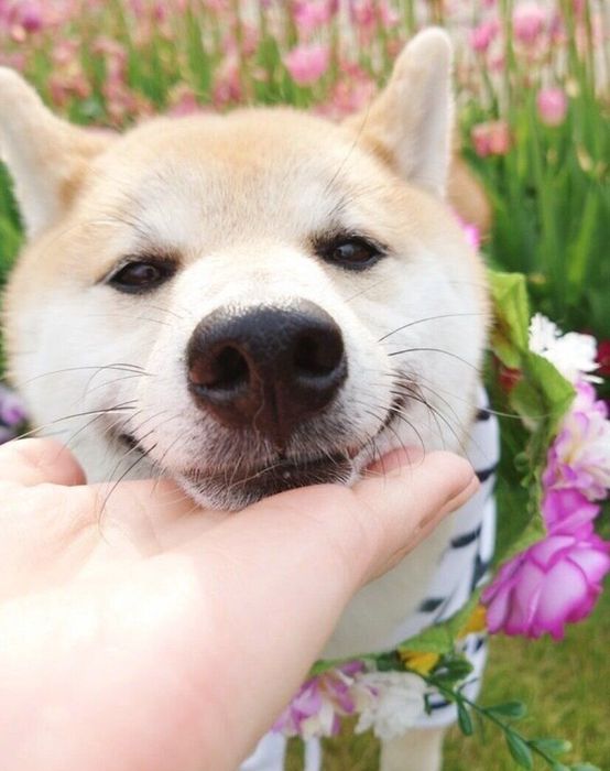 あご乗せをするこま次郎くん