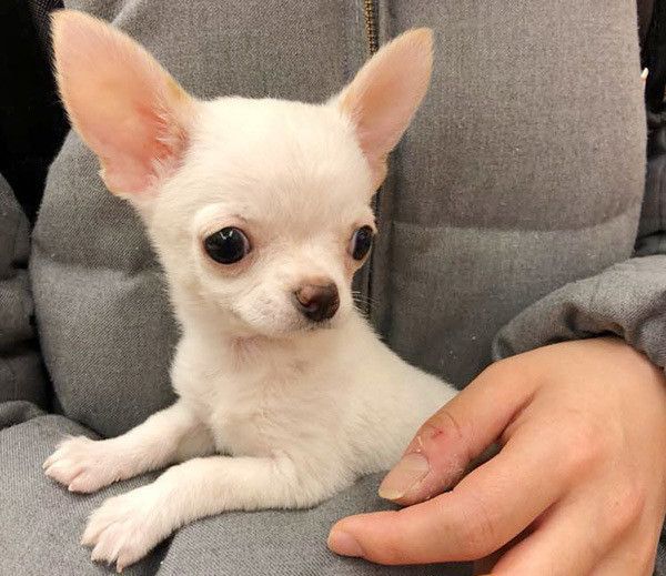 見つめるチワワ