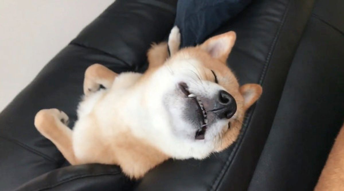 うへへ って声が聞こえそう 寝ながら笑う柴犬ワンコが激カワ E いぬのきもちweb Magazine うへへ って声が聞こえそう 寝ながら笑う柴犬ワンコが激カワ E いぬのきもちweb Magazine