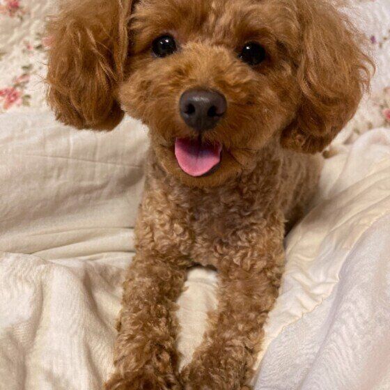 おねだりするトイ・プードル