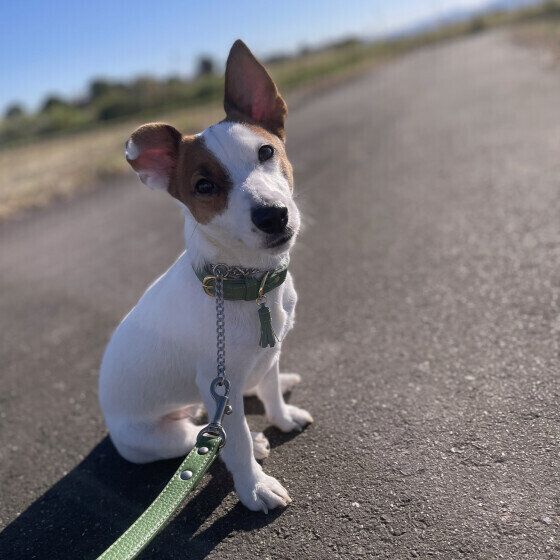犬のしもやけの症状と治療法 しもやけと凍傷の違いも獣医師が解説 いぬのきもち