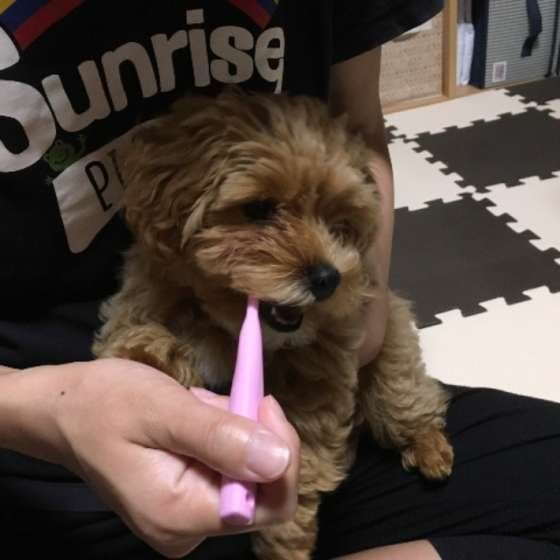 歯みがき中のよつばちゃん