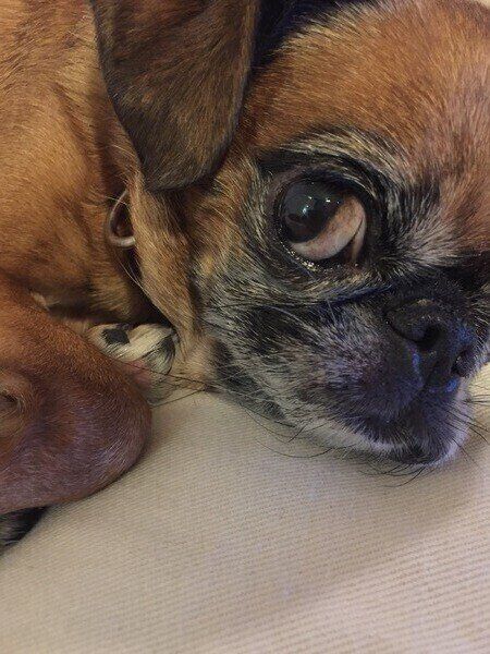 プチ・ブラバンソン