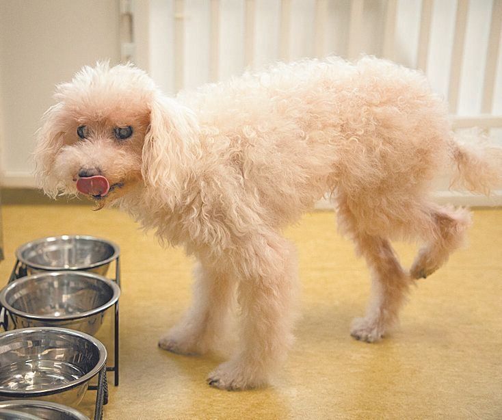 ブリーダー崩壊現場からレスキューされたポエちゃん。右後ろ足のひざが変形していますが、上手に歩けます